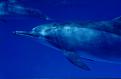 Delfin