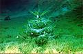 Weihnachtsbaum 1