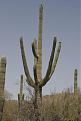 Saguaro