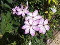 Clematis